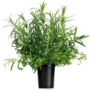 Rosmarin Kruka EKO Klass1 Sverige