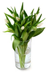 Mimea AS Tulpaner Vita 9-p