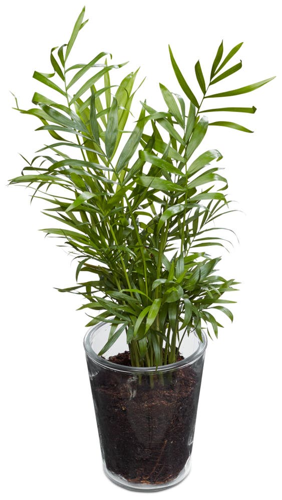 FreshFlowers Charmadorea og glasspotte 20-40 cm høy. 12 cm potte