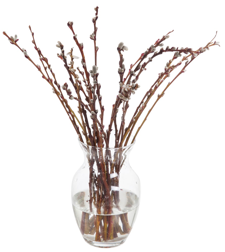 Mester Grønn Gåsunger