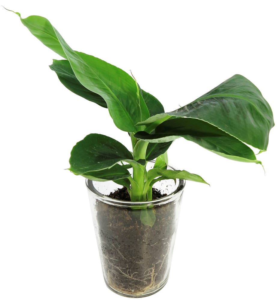 FreshFlowers Oriental star 30 cm