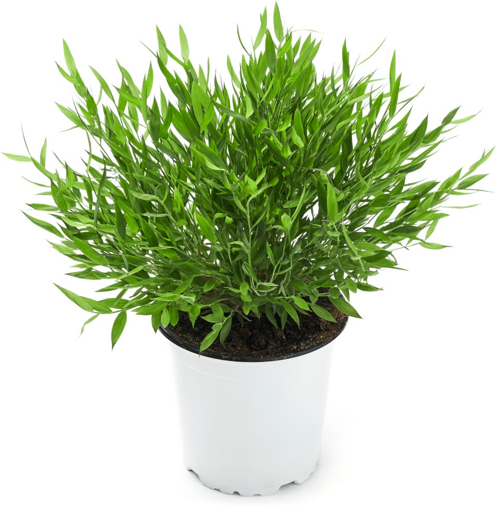 FreshFlowers Bambus Monica 30-40cm høy