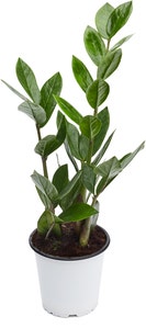 FreshFlowers Zamioculcas 20-40 cm høy. 12 cm potte