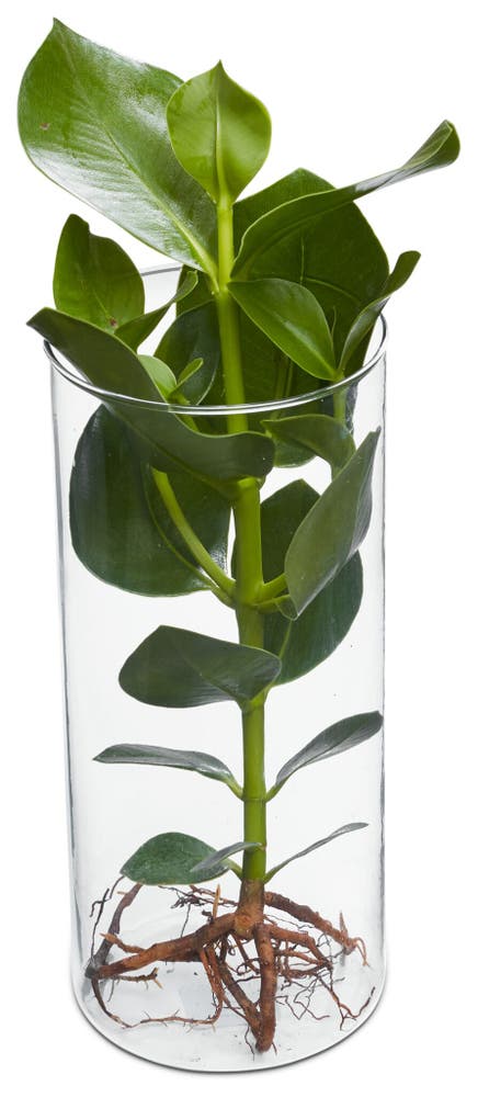 FreshFlowers Vannplante og Glassvase Clusia Princess 25cm