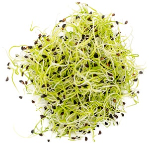 Purreløkspirer Norge