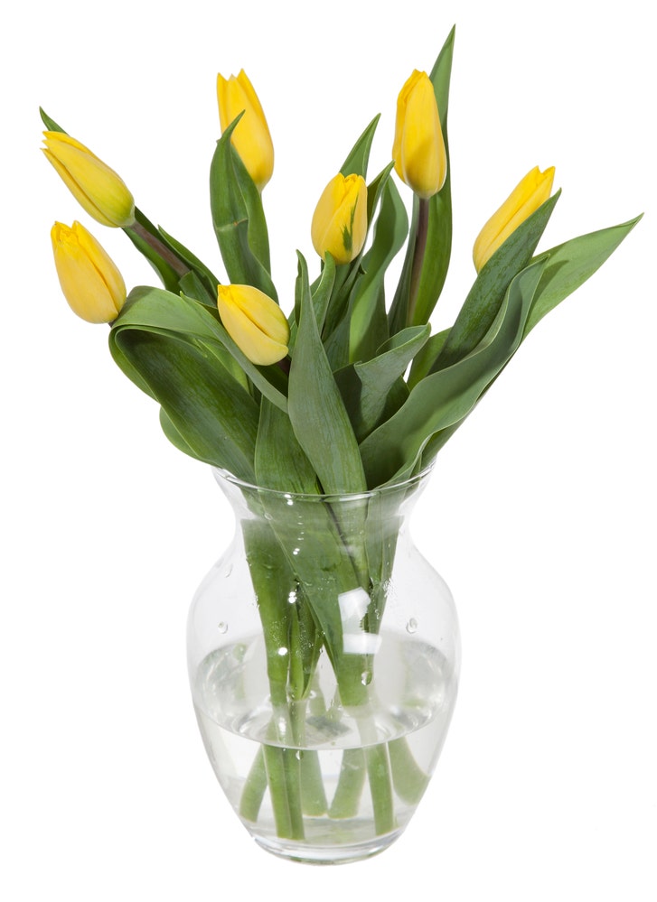 Mester Grønn Tulipaner Gule