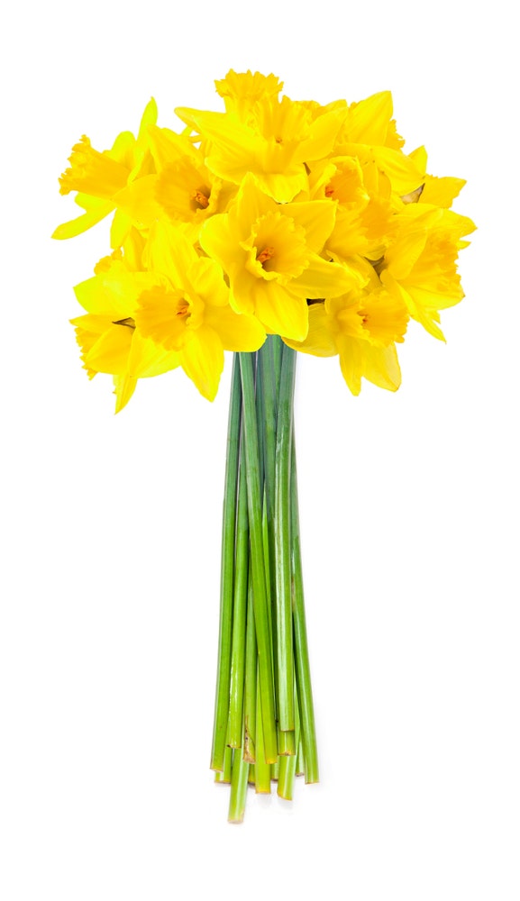 FreshFlowers Påskeliljer 3 bunter, 30 stilker, 30 cm