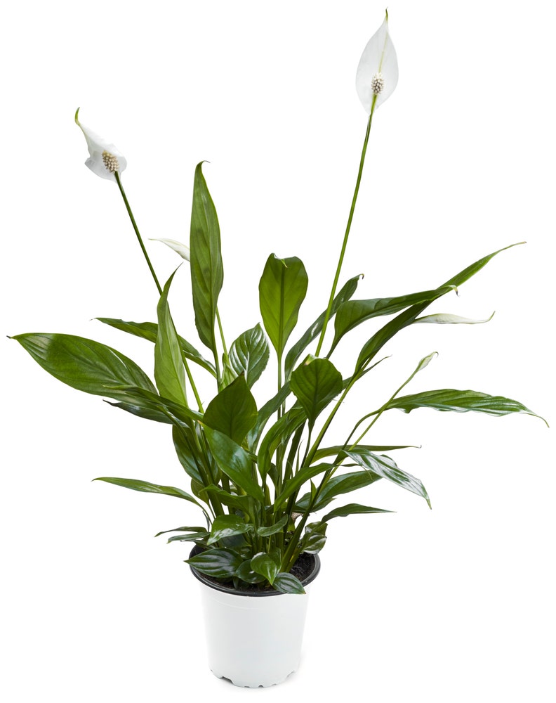 FreshFlowers Fredslilje 20-40 cm høy. 12 cm potte