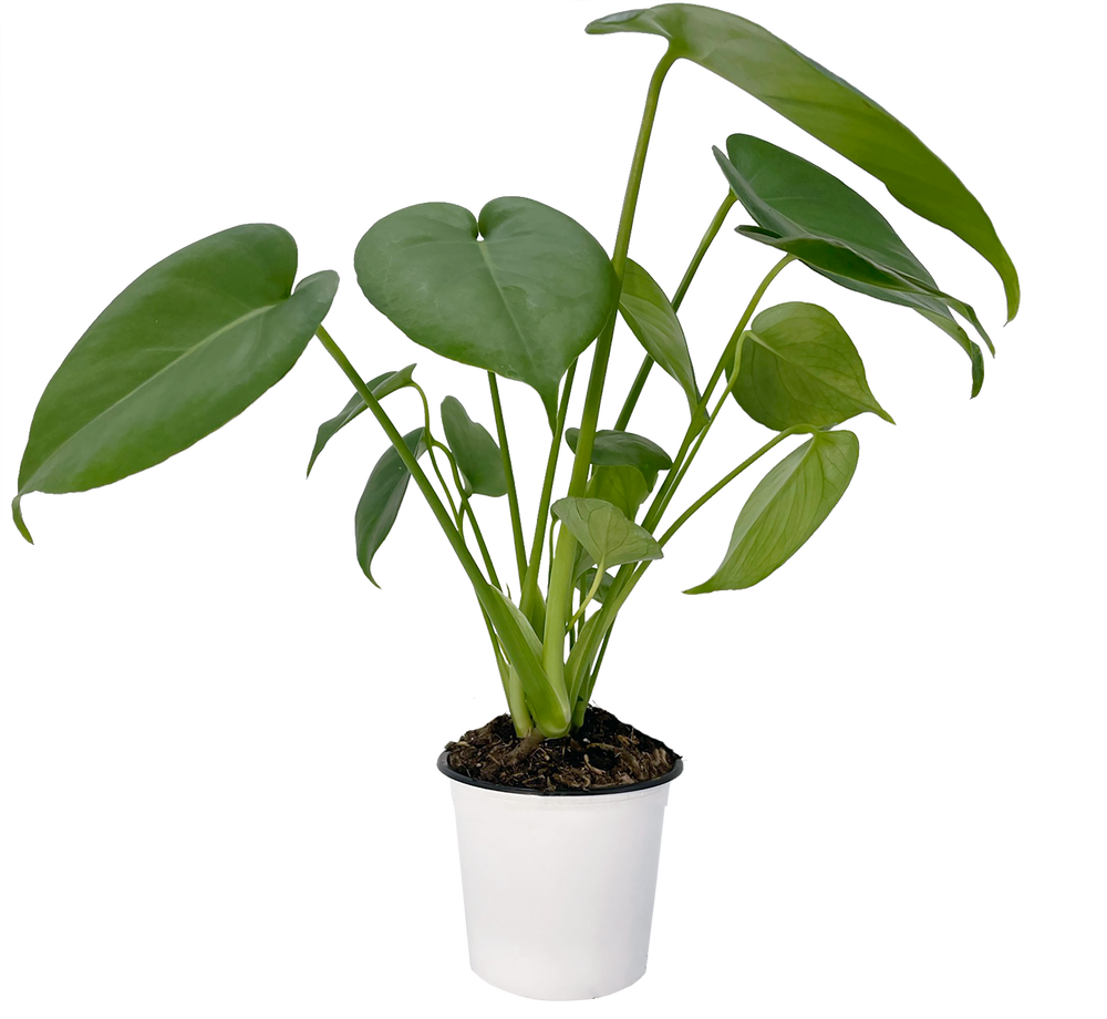 FreshFlowers Monstera 45cm